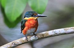 American Pygmy Kingfisher